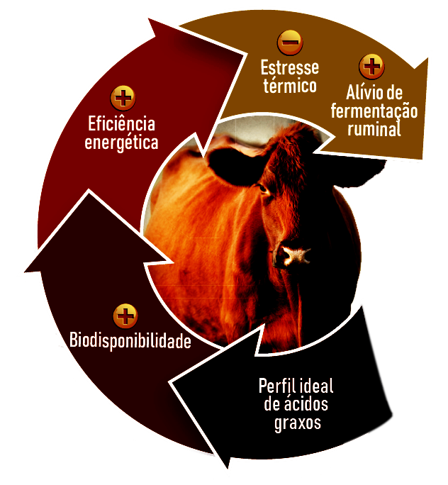 Nutrigordura nutricorp gordura protegida gado corte